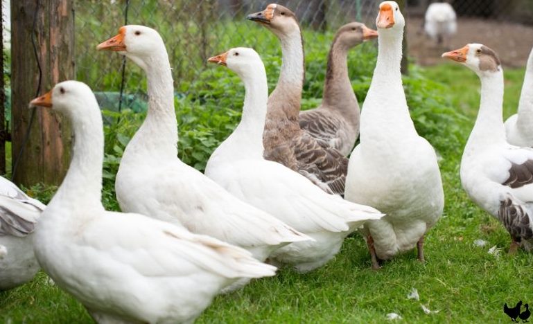 Easter at Crazy Bear Stadhampton